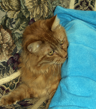 Syracuse likes his weighted blanket. Yes, we have one for the cat.